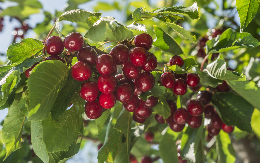 農(nóng)藥殘留分析：技術(shù)特點(diǎn)、分類(lèi)與關(guān)鍵步驟詳解！
