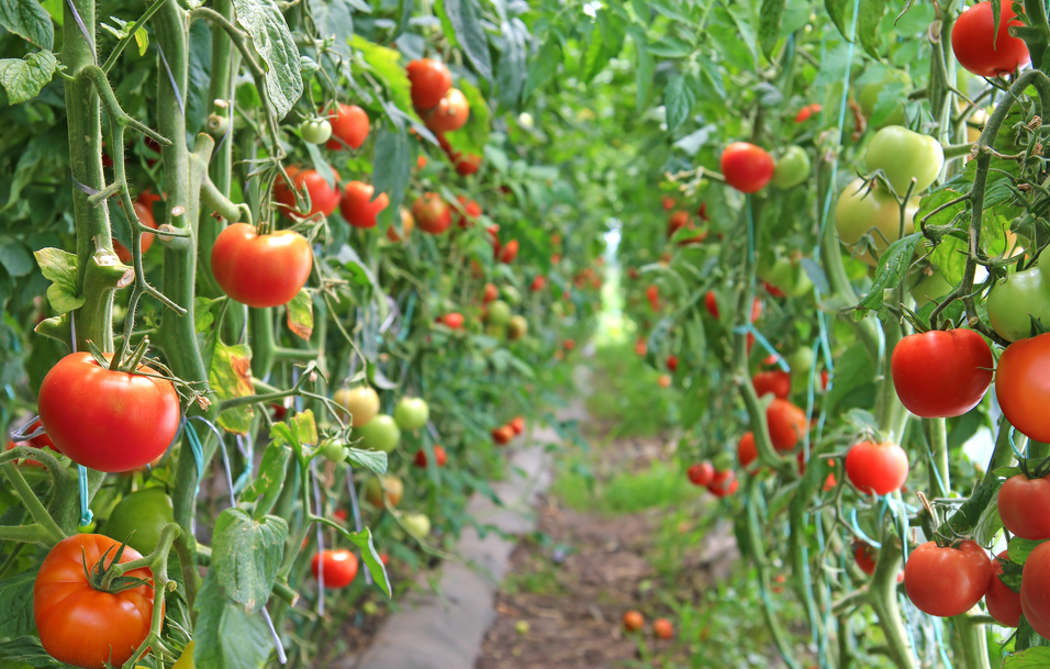 恒譜生：水果檢測(cè)，守護(hù)舌尖上的安全！