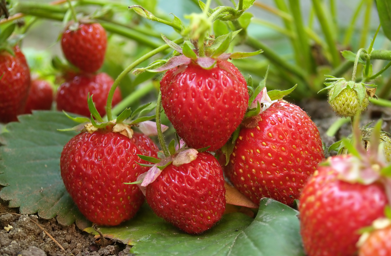 從源頭到餐桌：恒譜生專業(yè)農(nóng)藥殘留檢測，筑牢食品安全防線！