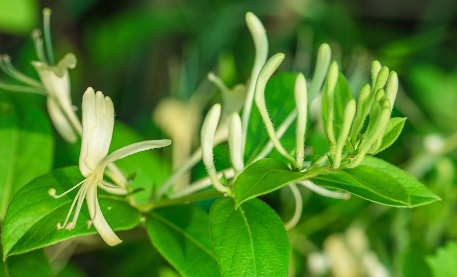 中藥丨金銀花含量測(cè)定①(中國(guó)藥典2025版)！